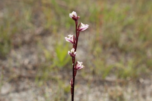 Image of Prasophyllum hians by (c) Em Lamond, some rights reserved (CC BY)