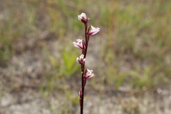 Prasophyllum hians