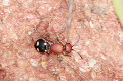 Dasymutilla quadriguttata