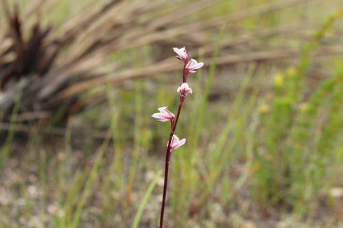 Image of Prasophyllum hians by (c) Em Lamond, some rights reserved (CC BY)