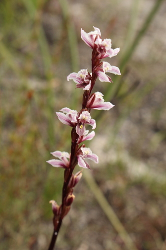 Image of Prasophyllum hians by (c) Em Lamond, some rights reserved (CC BY)