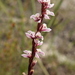 Prasophyllum hians - Photo 由 Em Lamond 所上傳的 (c) Em Lamond，保留部份權利CC BY