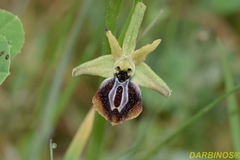 Ophrys sphegodes aesculapii