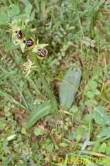 Ophrys sphegodes aesculapii