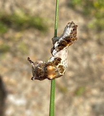 Limenitis arthemis astyanax