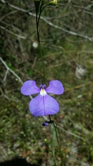 Lobelia tenuior