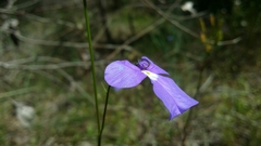 Lobelia tenuior