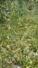 Lobelia tenuior