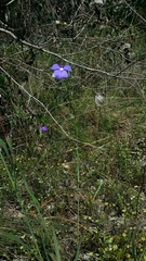 Lobelia tenuior