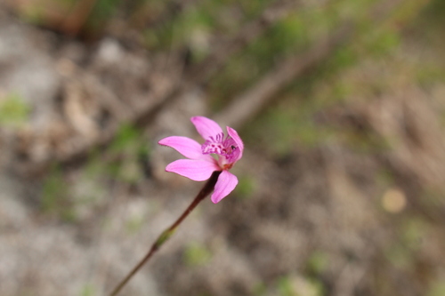 Image of Caladenia nana by (c) Em Lamond, some rights reserved (CC BY)