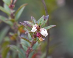 Pernettya prostrata image