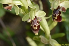 Ophrys umbilicata