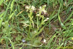 Ophrys umbilicata