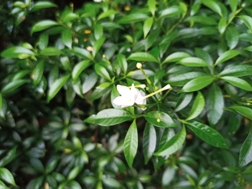 Tabernaemontana corymbosa, photograph 1