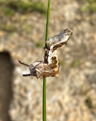 Limenitis arthemis astyanax