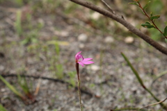 Caladenia nana