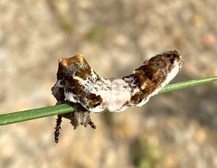 Limenitis arthemis astyanax