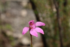 Caladenia nana