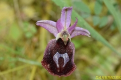 Ophrys ferrum-equinum