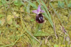 Ophrys ferrum-equinum