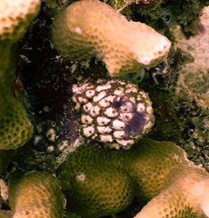 Holozoidae