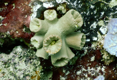 Tubastraea