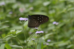 Euploea mulciber mulciber