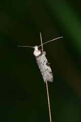 Philobota orescoa