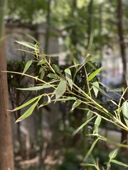 Phyllostachys edulis