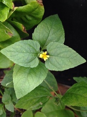 Calyptocarpus vialis