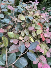 Loropetalum