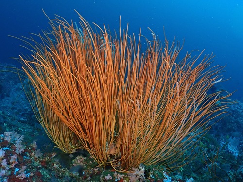Ctenocella