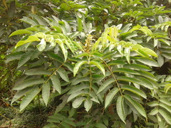 Senna viarum