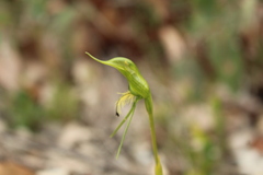 Pterostylis turfosa