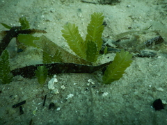 Halophila