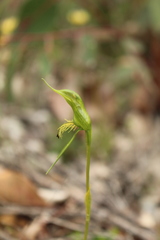 Pterostylis turfosa