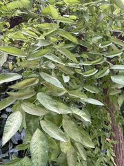 Sophoreae