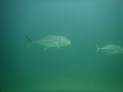Caranx papuensis