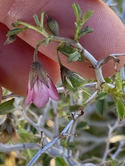 Hermannia spinosa