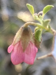 Hermannia spinosa