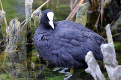 Fulica atra