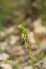 Pterostylis turfosa