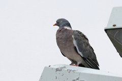 Columba palumbus