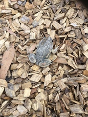 Limnodynastes dumerilii dumerilii