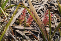 Drosera platypoda