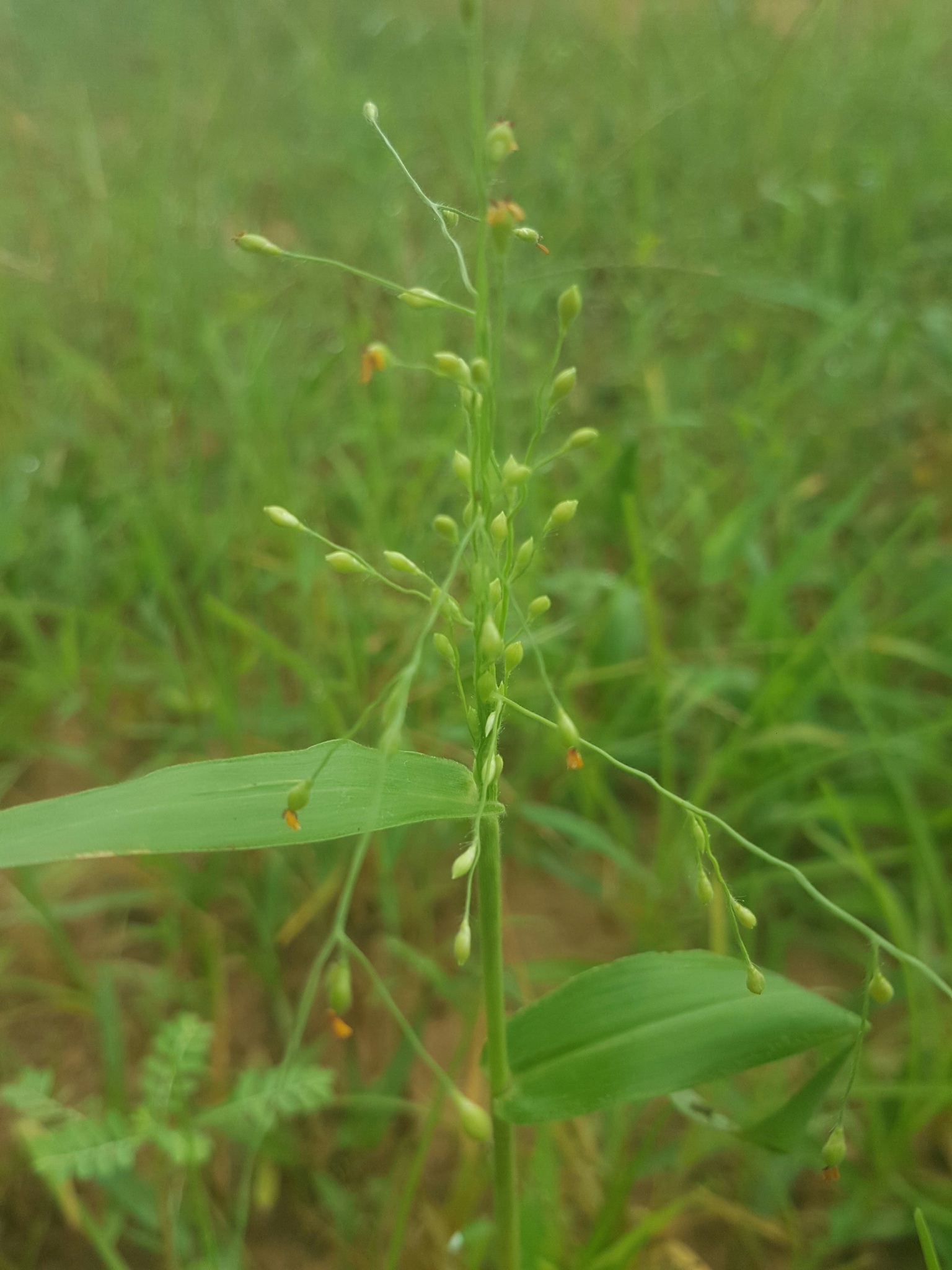 (c) Maxwell C. Obiakara, certains droits réservés (CC BY-NC) https://www.inaturalist.org/observations/62380091