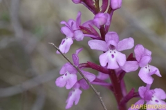 Orchis quadripunctata