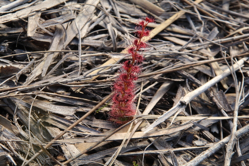 Drosera platypoda