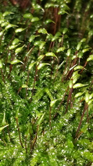 Rhynchostegium murale