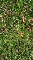 Rhynchostegium murale